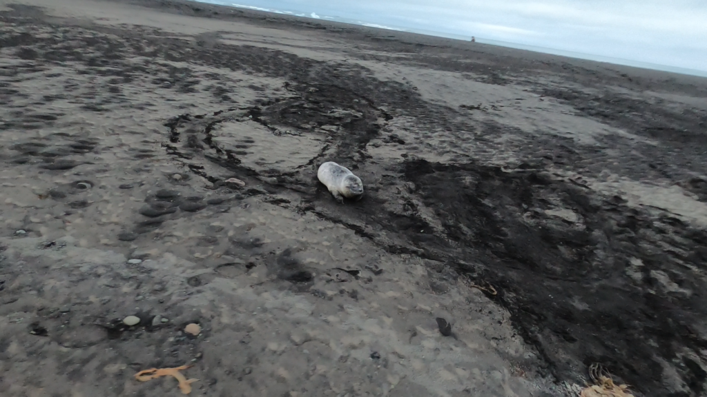 Baby Seal on Black Sand Beach