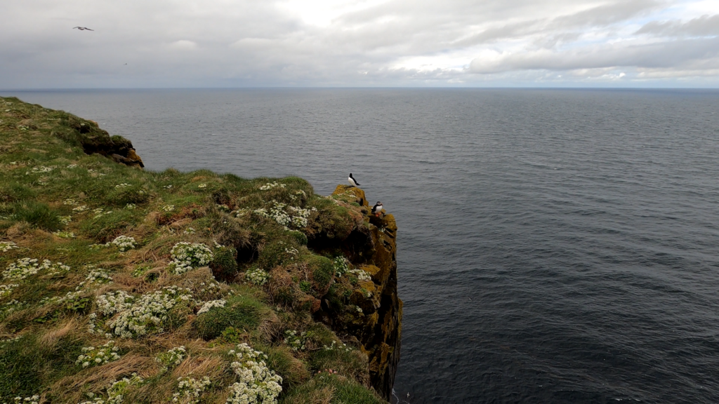 Puffins on the The Latrabjarg Cliffs in Iceland