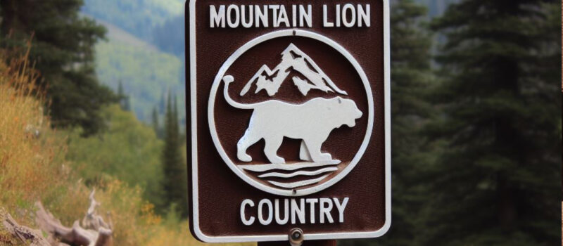 Staying Safe While Trail Running In Mountain Lion Country: Essential Tips And Advice